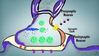 Synaptic Transmission [upl. by Airretal747]