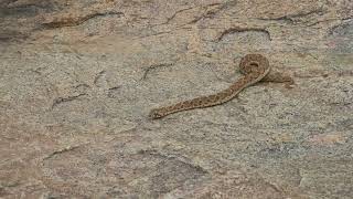 Echis carinatus  Saw Scaled Viper  Chinna pinjara [upl. by Airtemak65]