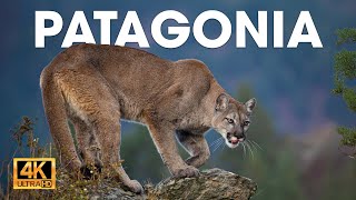 PATAGONIA  El Último Ecosistema Salvaje de la Tierra  Documentales completos [upl. by Rawde]