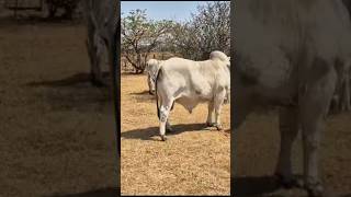 BULL OF THE SOUTHTHE BRAHMAN MAJESTY bullof the south  heifersshorts farming [upl. by Nancey]