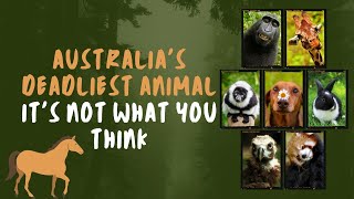 In Australia the deadliest animal for humans is not the one you think [upl. by Lorne]