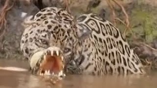 Leopard vs crocodile Top attacks Jaguar kills the crocodile [upl. by Arak20]