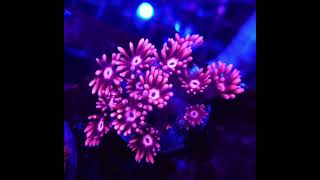 goniopora korallen reefkeeper reeftank coral [upl. by Ilarrold]