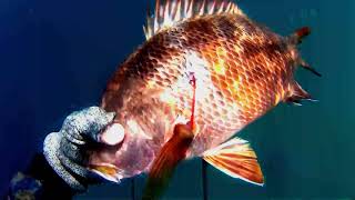 spearfishing red snapper batfish yellow tail trevally amp unicorn fish tudela spot [upl. by Loris]