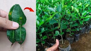 How to grow kaffir lime tree from leaves in pots [upl. by Grondin]