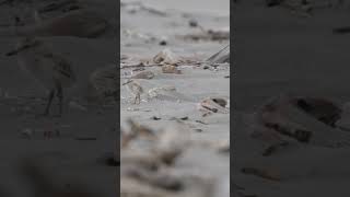 New Zealand dotterel and babies [upl. by Oranneg]