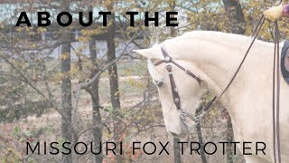 About the Missouri Fox Trotter  Gaited Horse Breeds  DiscoverTheHorse [upl. by Kwan]