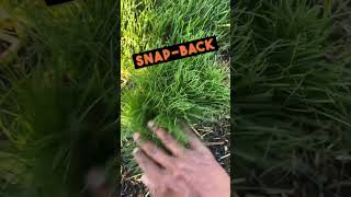 Spreading Fescue Grass Plugs shorts [upl. by Christalle]