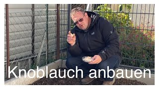 Knoblauch selbst anbauen [upl. by Konyn]