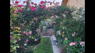 Rose vlog 05212024 rose garden backyard 4 years after my rose journey [upl. by Venola]