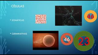 HAPLOIDE E DIPLOIDE X SOMÁTICAS E GERMINATIVAS [upl. by Adoc]