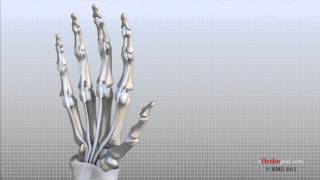 Hand Anatomy Animated Tutorial [upl. by Aretha580]