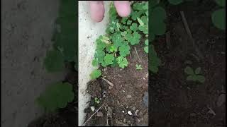 Oxalis plant shorts amazingfacts ￼ [upl. by Ianthe628]