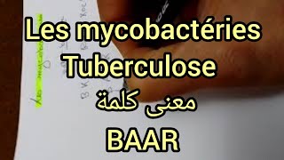 les mycobactéries  mycobactérium tuberculosis  BAAR [upl. by Peh]