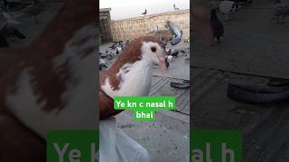 Ye Kabutari Kn c Nasal ki h🕊️ pigeonkabutar shirazikabutar golakabootar realpigeons pigeon [upl. by Hernardo]