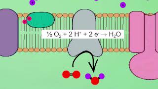 Respiration et Fermentation [upl. by Wolford380]