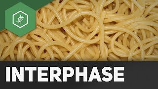 Interphase ausführlich erklärt [upl. by Erdnua]