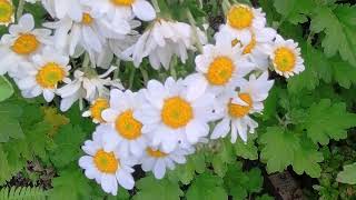 残暑続く・・・ ⑬野菊！ Wild chrysanthemum [upl. by Ahsait]