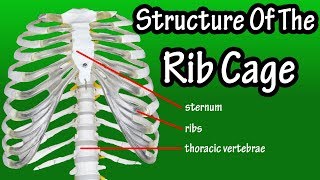 Structure Of The Rib Cage  How Many Ribs In Human Body  What Is The Sternum [upl. by Melony167]