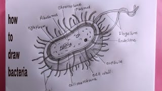 how to draw bacteriabacteria diagram drawing [upl. by Garvey776]