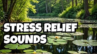 Relaxing Water amp Bird Sounds for Stress Relief meditation [upl. by Aticnemrac]