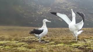 Wandering Albatross Diomedea exulans bird [upl. by Waller]